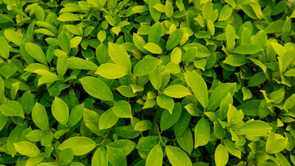 Nature texture, background of green leaves.