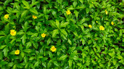 Nature texture, background of green leaves with yellow flowers
