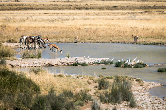Ein Tag im Etosha Nationalpark