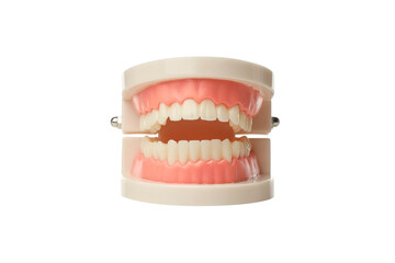 Showcasing an aligned dental model, isolated, PNG
