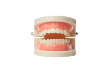 Showcasing an aligned dental model, isolated, PNG