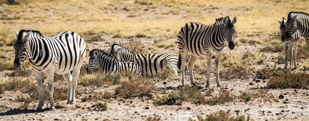 Ein Tag im Etosha Nationalpark