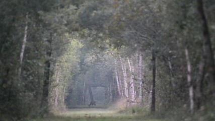 Roe deer buck eating grass and walking in a forest path at dawn. Capreolus capreolus, Sologne, Loiret 45, région Centre Val de Loire, France, Europe - Powered by Adobe