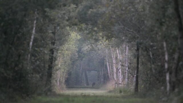Roe deer buck eating grass walking and observing in a forest path at dawn. Capreolus capreolus, Sologne, Loiret 45, r&eacute;gion Centre Val de Loire, France, Europe