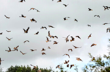 Red Kites, soaring in the sky, where they gather daily at a nature reserve for feeding.