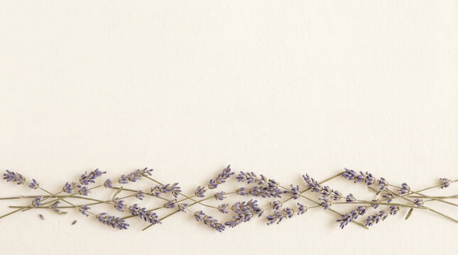Creative bottom border composition made of dried lavender flowers on cream paper texture background. Floral frame with copy space on top for wedding invitations, spa menu, or romantic concepts.