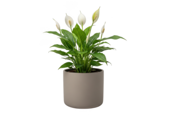 Lush green peace lily plant with white spath flowers in a modern grey pot isolated on transparent background