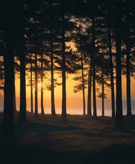 Silhouette of forest trees at golden hour nature scene calm environment tranquil viewpoint