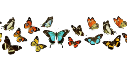 Colorful butterfly montage nature digital