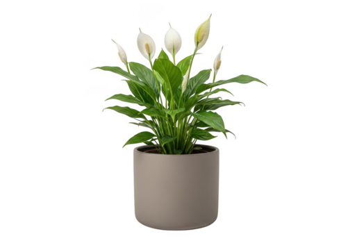 Lush green peace lily plant with white spath flowers in a modern grey pot isolated on transparent background