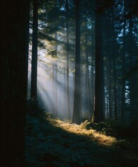 Sunlight streaming through dense forest trees enchanted woodland photography natural light dramatic atmosphere