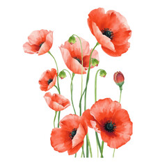 Fototapeta premium Red poppy flowers in watercolor style. delicate petals, hand drawn, delicate botanical illustration, light background, perfect for greeting cards.