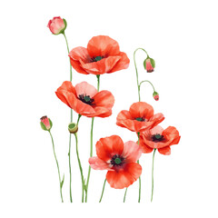 Naklejka premium Red poppy flowers in watercolor style. delicate petals, hand drawn, delicate botanical illustration, light background, perfect for greeting cards.