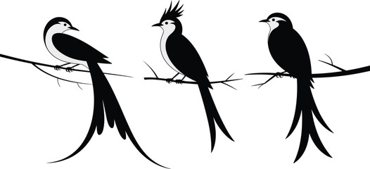 elegant bird silhouettes, perched on branch, long tail feathers, crest bird design, minimal nature art, black and white illustration