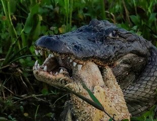 Fototapeta premium American Alligator Feasting on a Turtle Orlando Wetlands Park Florida