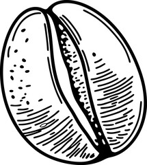 Single coffee bean illustration hand drawn organic seed icon with engraving line art detail
