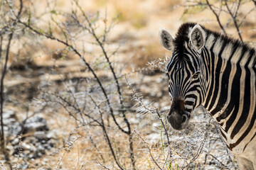 schöner Etosha Nationalpark