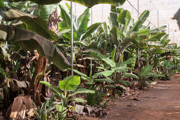 Large clusters of unripe green bananas growing among wide leaves in a tropical plantation on Tenerife. Natural light and warm climate create a vivid farming scene.