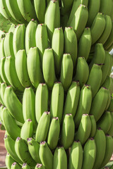 Detailed view of unripe green bananas growing tightly packed on a tropical plantation in Tenerife, highlighting natural texture, vibrant green color and healthy fruit growth.