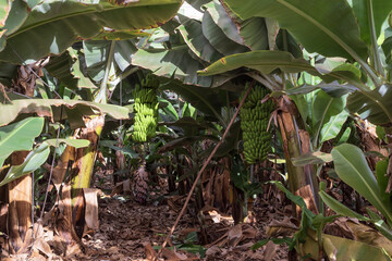 Large clusters of unripe green bananas growing among wide leaves in a tropical plantation on Tenerife. Natural light and warm climate create a vivid farming scene.