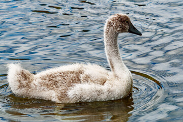 The image captures the beauty of a young swan in its natural habitat, highlighted by the water's movement and light.