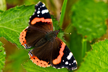 Nature's beauty captured in a close-up of a Red Admiral.