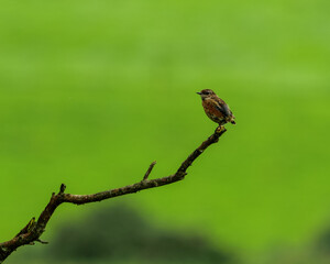 A small, brown Stonechat bird sits perched atop a bare branch. It has a watchful expression, with an open field in the background.