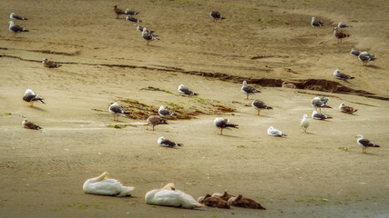 Several seagulls are standing and sitting on a sandy beach near the water. Two swans are resting and preening their feathers on the sand.