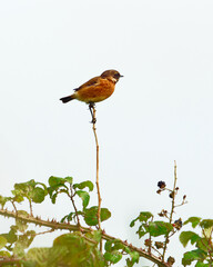 Stonechat perched atop a bramble stem on a summer day in the countryside observing the surroundings.