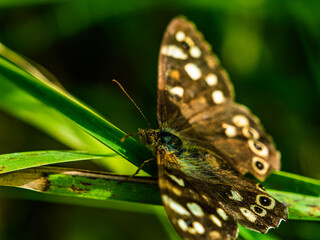 Close-up capturing the intricate patterns on a butterfly's wings blending with the green foliage.