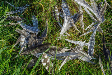 Multiple bird feathers with black, white, and gray patterns are scattered amongst green grass blades in a field or yard, creating a scene of nature.