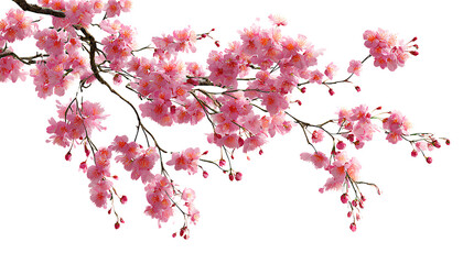 beautiful pink cherry blossoms hanging from the branches against a transparent