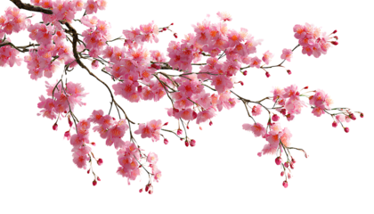 beautiful pink cherry blossoms hanging from the branches against a transparent