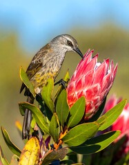 Bird feeding on pink protea flower against blurred green and blue background, close up shot