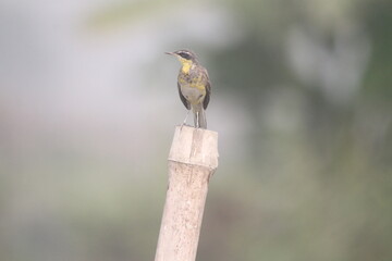 Colorful bird on a green branch in nature, a beautiful wildlife image