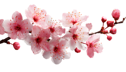 cherry blossom flowers, transparent background, white border