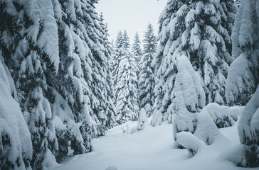 Severe frost and heavy blizzard created a fabulous icy landscape in a coniferous forest. The fir trees are covered with a thick layer of snow.