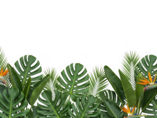 Tropical rainforest foliage with monstera leaves and bird of paradise flowers on a dark background, lush green jungle plant border isolated on transparent background