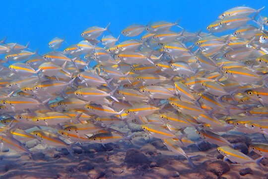 Vivid blue tropical ocean, school of reef fish. Scuba diving with the marine life in the ocean. Underwater footage with the fish. Scuba diving, tropical travel video.