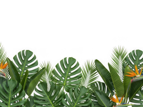 Tropical rainforest foliage with monstera leaves and bird of paradise flowers on a dark background, lush green jungle plant border isolated on transparent background - Powered by Adobe
