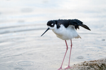 Black-necked stilt, portrait of Himantopus mexicanus in Galapagos