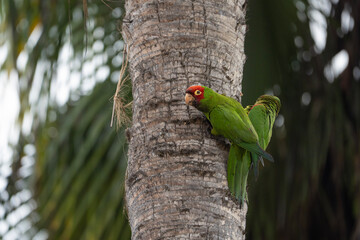 Red-masked parakeets on a palm, Psittacara erythrogenys in Peru