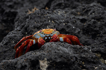 Sally lightfoot crab, Grapsus grapsus in Galapagos