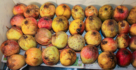 Yellow mangoes neatly arranged in rows for sale.