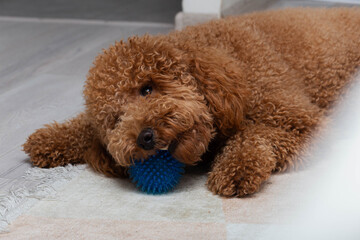 serene brown poodle lying with toy nearby, peaceful curly haired doodle relaxing on colorful rug