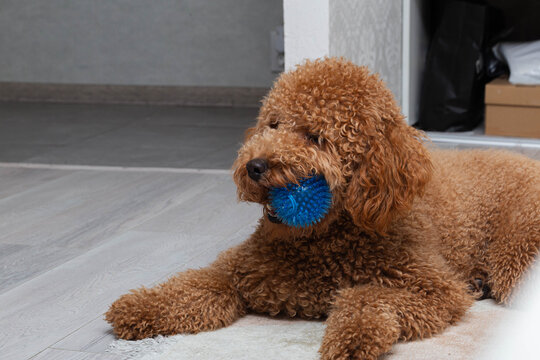 brown poodle chewing on colorful indoor toy, cheerful curlyhaired dog focused on bouncing blue plaything