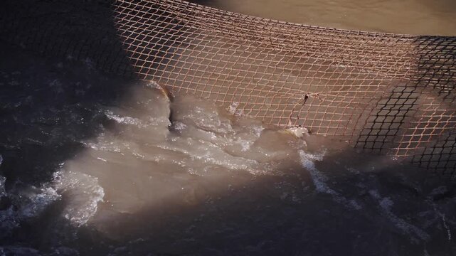 Fishermen hauling carp in a muddy river net during harvest.