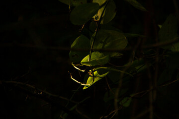 sunlight shines on the leaves