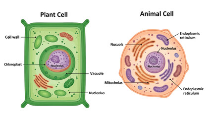 Plant and Animal Cell Diagrams