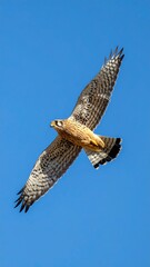 Bird soars, wings outstretched, against a clear, bright blue sky in sharp focus from head to tail